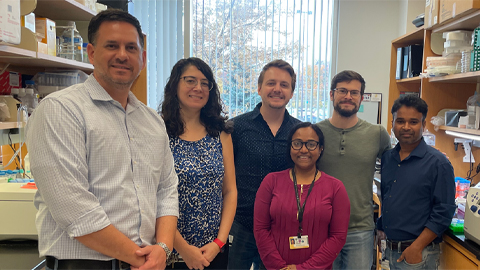 New discovery enables gene therapy for muscular dystrophies, other disorders