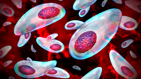 Targeting Toxoplasma parasites and their protein accomplices