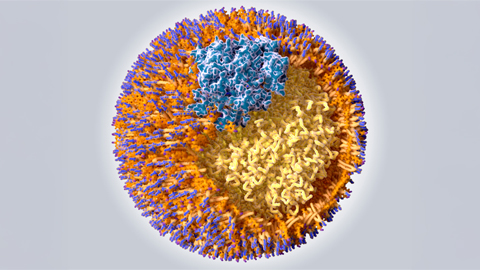Scavenger protein receptor aids the transport of lipoproteins
