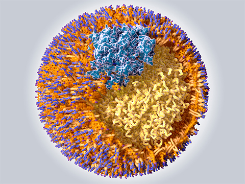 Illustration of a low density lipoprotein particle.