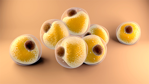 Fat cells are a culprit in osteoporosis